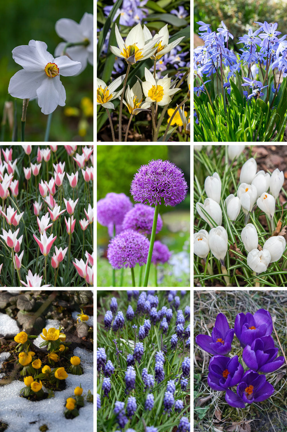 Futterglück für Biene & Co. | 150 Tage Blüten