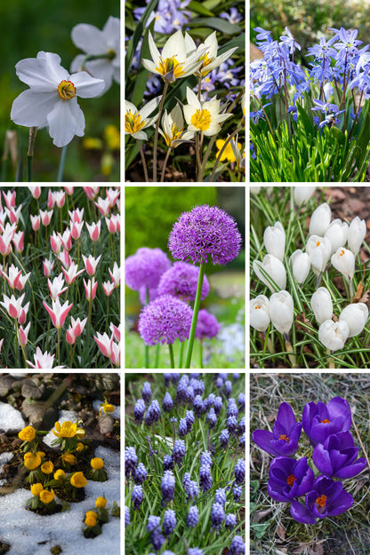 Futterglück für Biene & Co. | 150 Tage Blüten