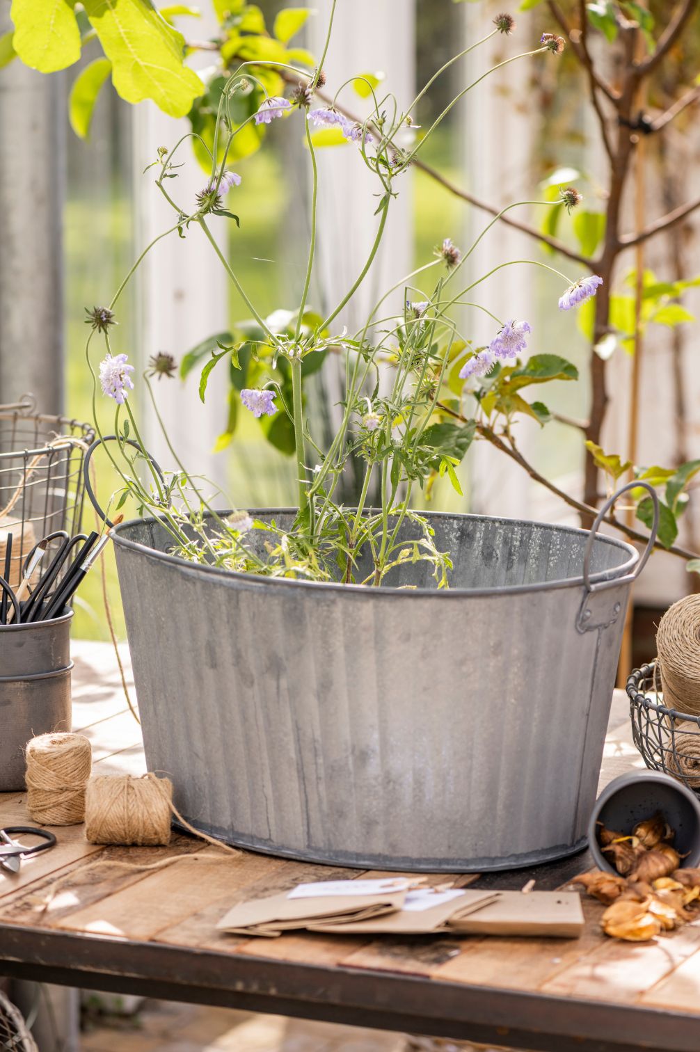 Große ovale Zinkwanne mit Griffen bepflanzt mit zarten Blumen im Gewächshaus – vielseitige Metallwanne für Garten und Dekoration.