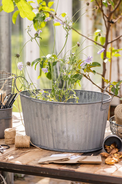 Große ovale Zinkwanne mit Griffen bepflanzt mit zarten Blumen im Gewächshaus – vielseitige Metallwanne für Garten und Dekoration.