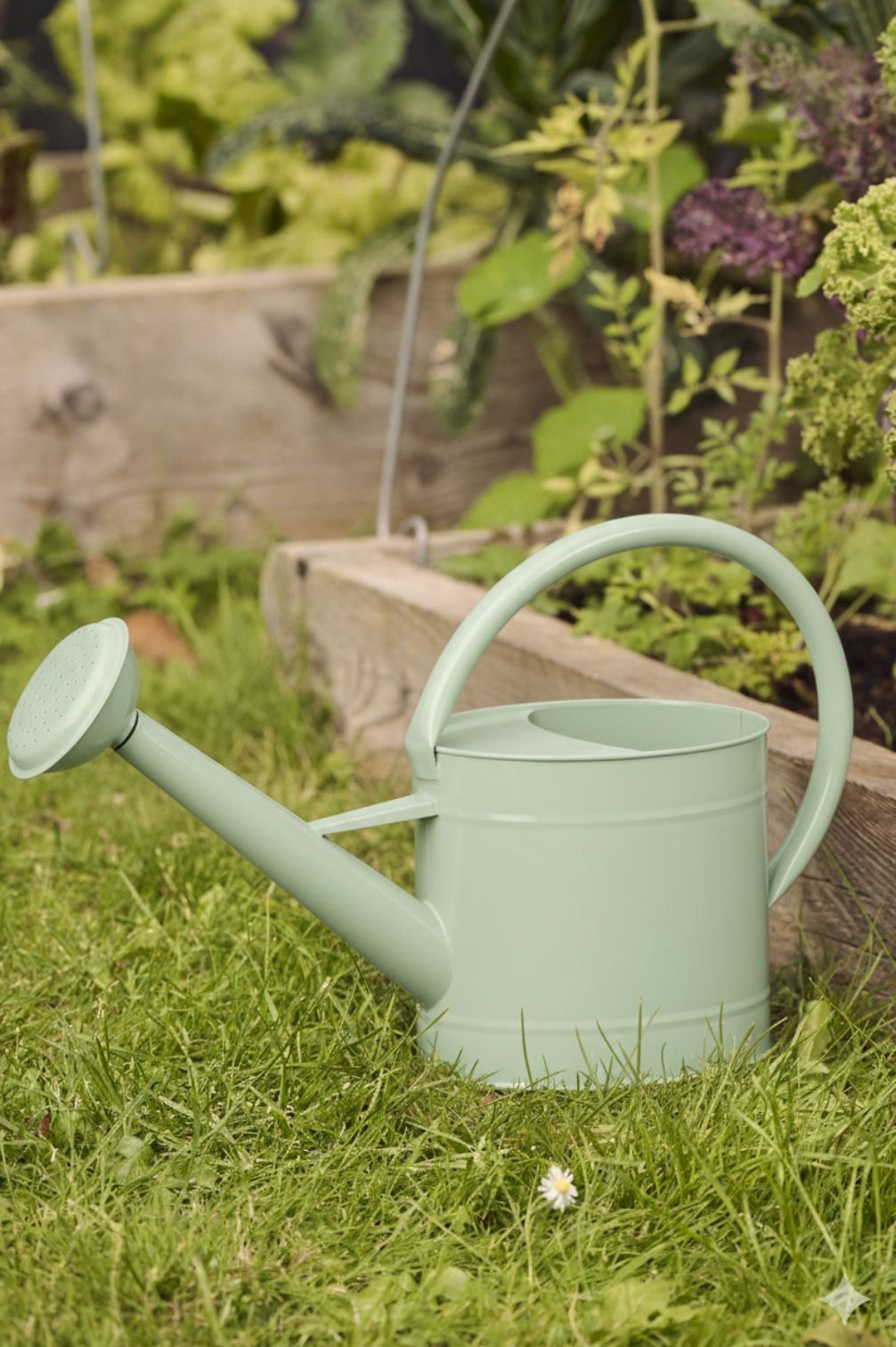 Pastellgrüne Metall-Giesskanne mit Brausekopf im Gartenbeet auf Gras vor Hochbeet platziert.