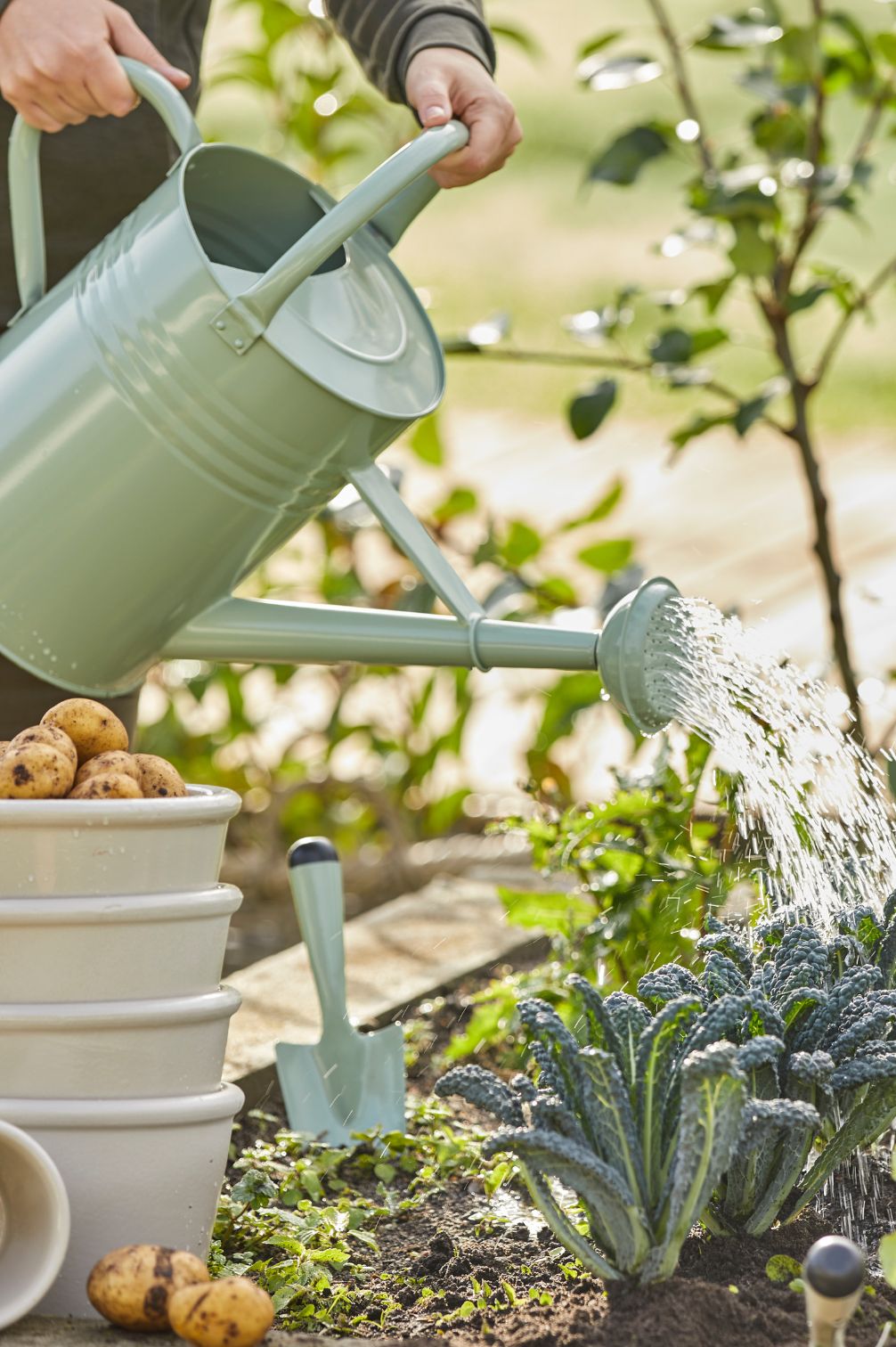 Pastellgrüne Metall-Giesskanne beim Bewässern von Gemüsebeet mit Kartoffeln und Grünkohl im Garten.