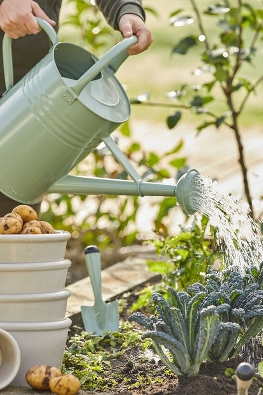 Pastellgrüne Metall-Giesskanne beim Bewässern von Gemüsebeet mit Kartoffeln und Grünkohl im Garten.