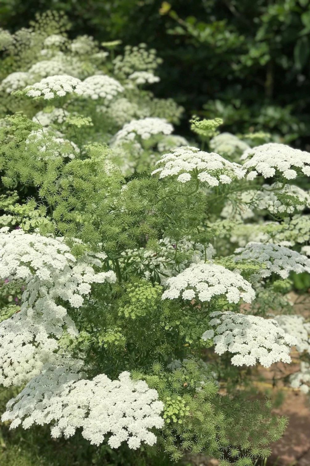 Große Knorpelmöhre/Bischofskraut