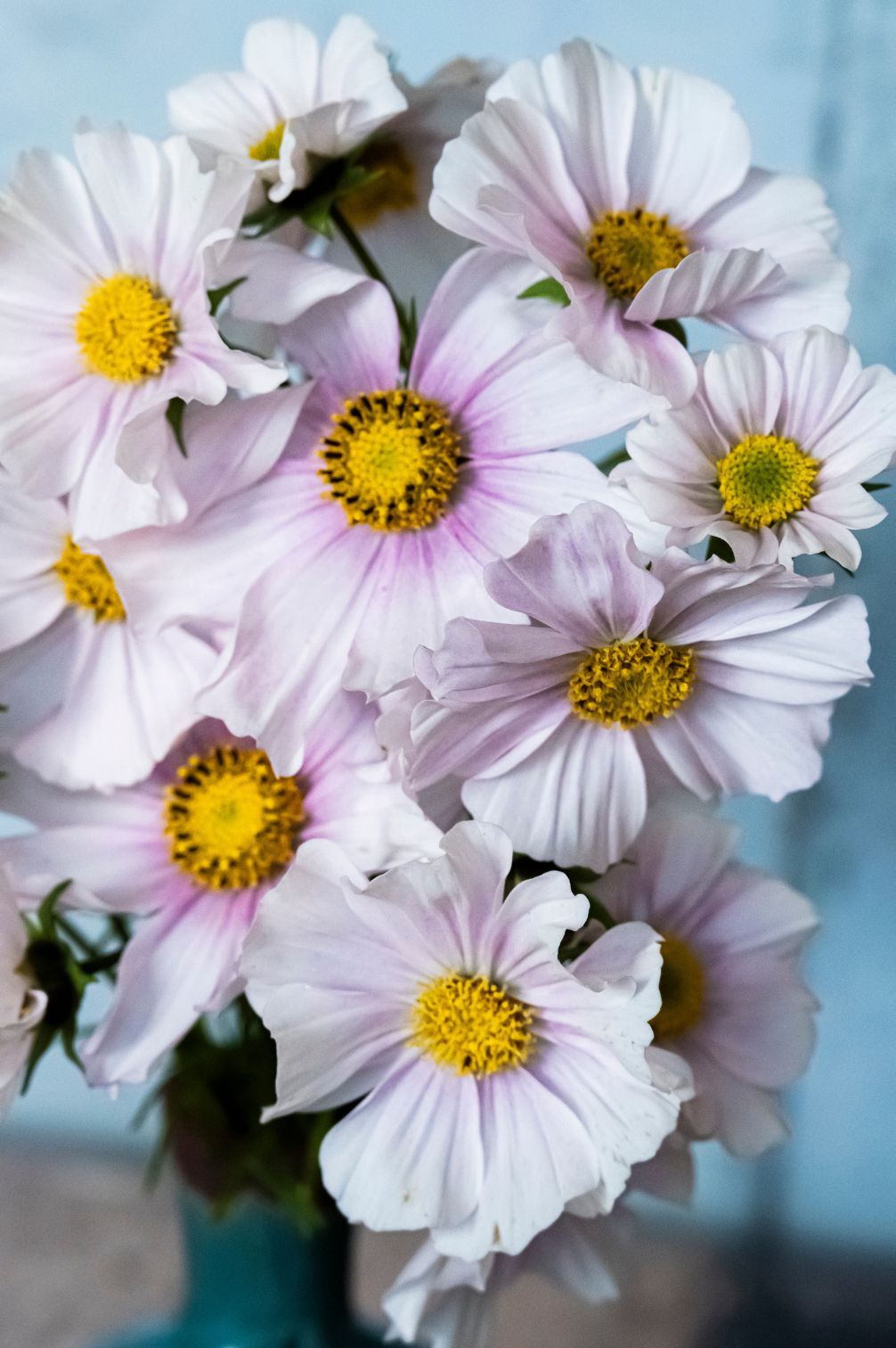 Nahaufnahme von hellrosa Cosmea-Blüten mit gelber Mitte und feinen Blütenblättern.