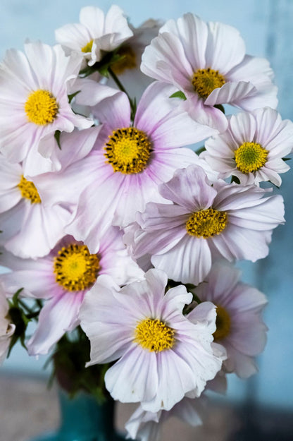 Nahaufnahme von hellrosa Cosmea-Blüten mit gelber Mitte und feinen Blütenblättern.