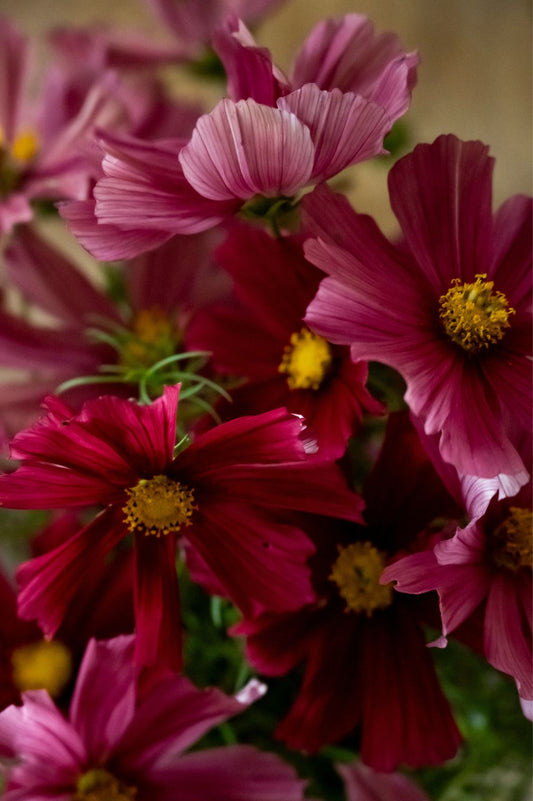 Mischung aus tiefroten und rosafarbenen Blüten der Kosmee „Rubenza“ mit leuchtend gelber Mitte.