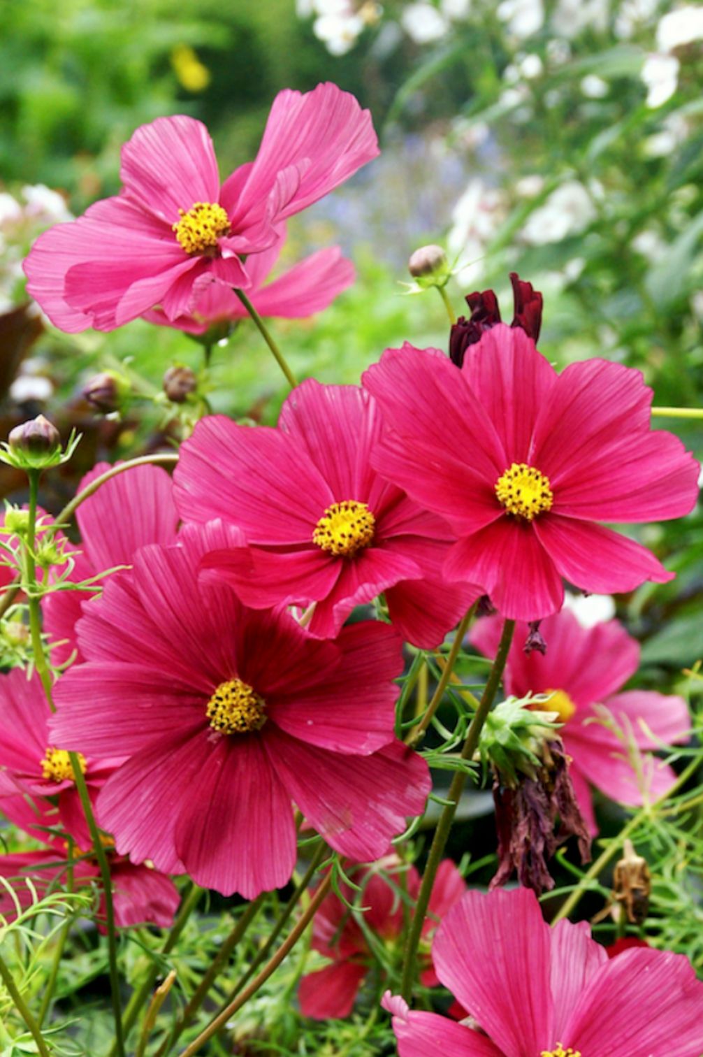Dunkelrosa Kosmee Rubenza in Blüte im Garten.