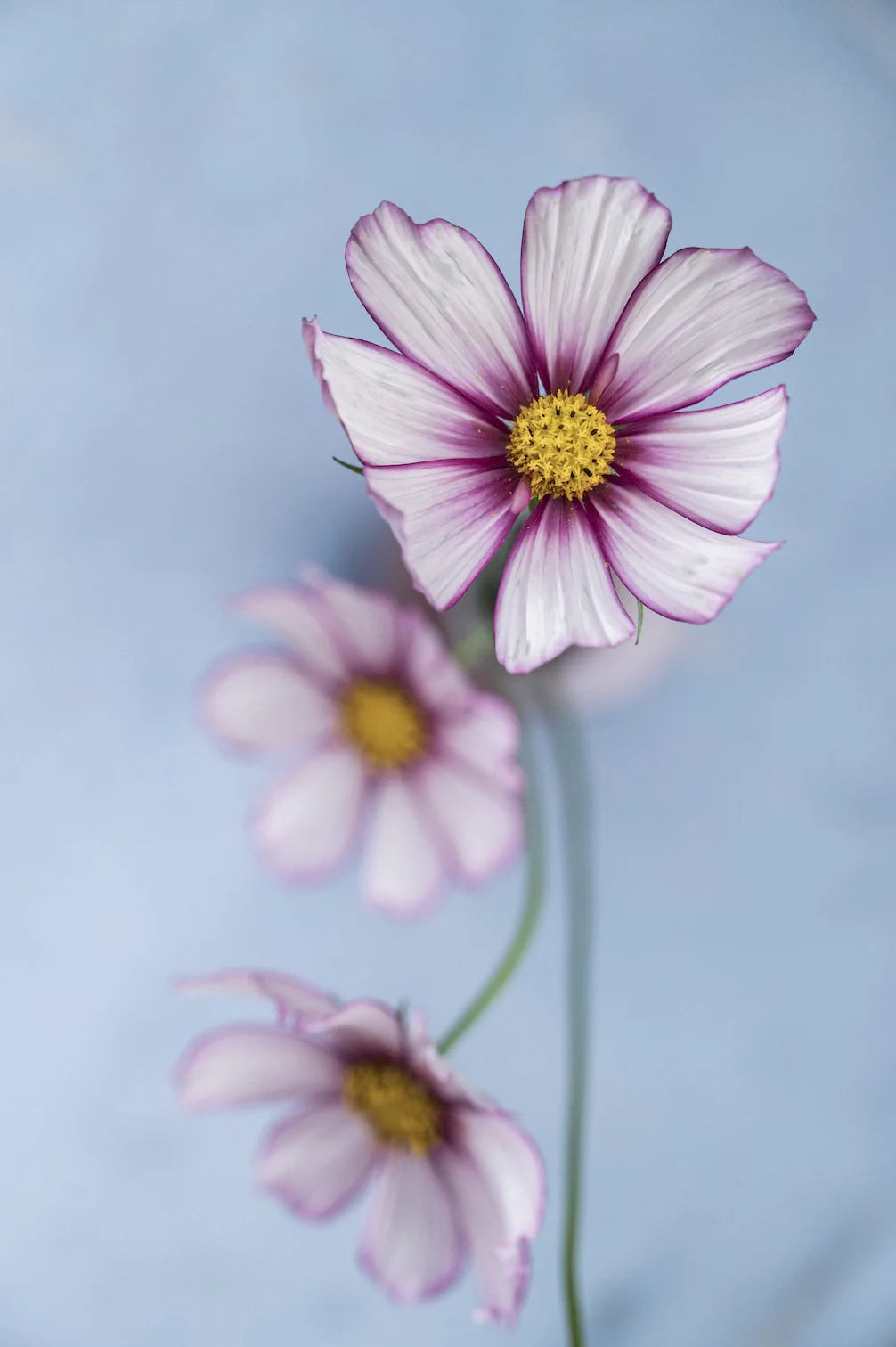 Zarte Kosmeen-Mischung – 6 Packungen