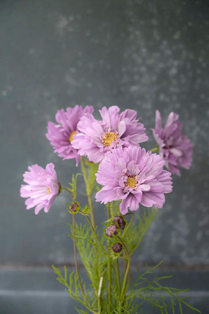 Zarte Kosmeen-Mischung – 6 Packungen