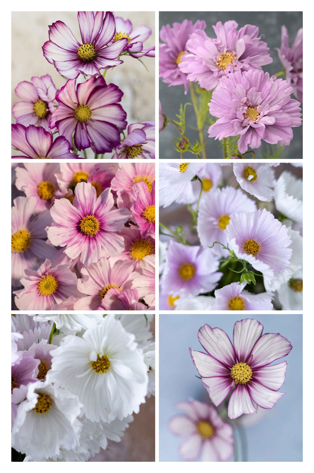 Zarte Kosmeen-Mischung – 6 Packungen