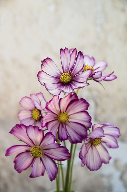 Zarte Kosmeen-Mischung – 6 Packungen