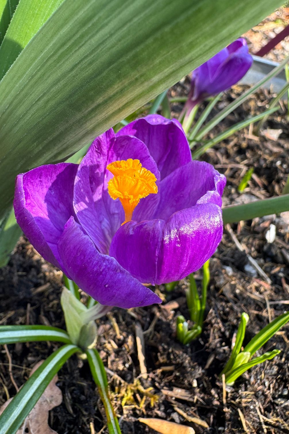 Krokus "Flower Record" mit intensiv violettblauer Blüte und leuchtend orangefarbenen Staubgefäßen im Frühlingsbeet.