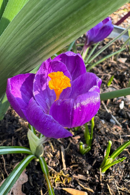 Krokus "Flower Record" mit intensiv violettblauer Blüte und leuchtend orangefarbenen Staubgefäßen im Frühlingsbeet.
