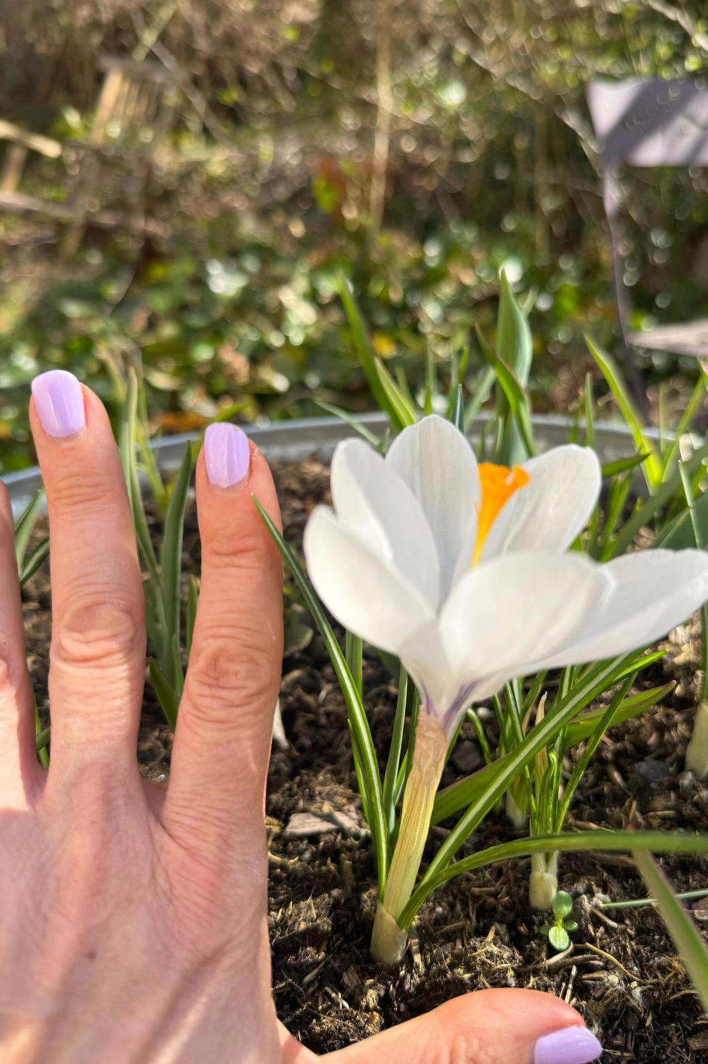 Krokus "Jeanne d'Arc" mit reinweißer Blüte im Größenvergleich zur Hand.