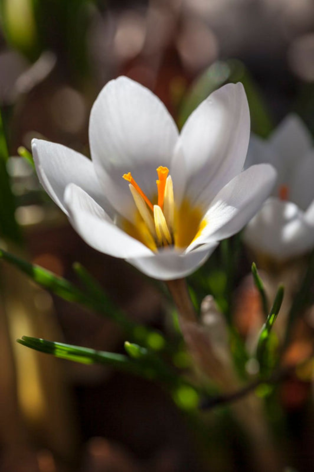 Krokus "Jeanne D'Arc" – 10 Zwiebeln
