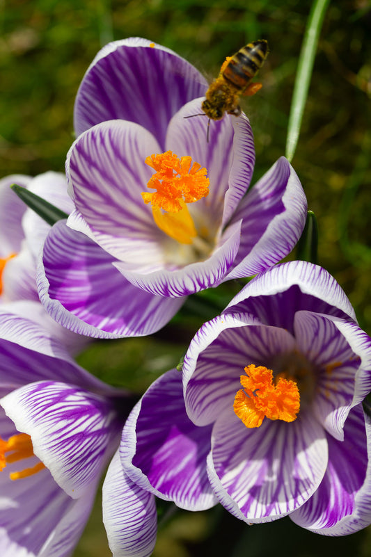 Krokus "King of the Striped" – 10 Zwiebeln