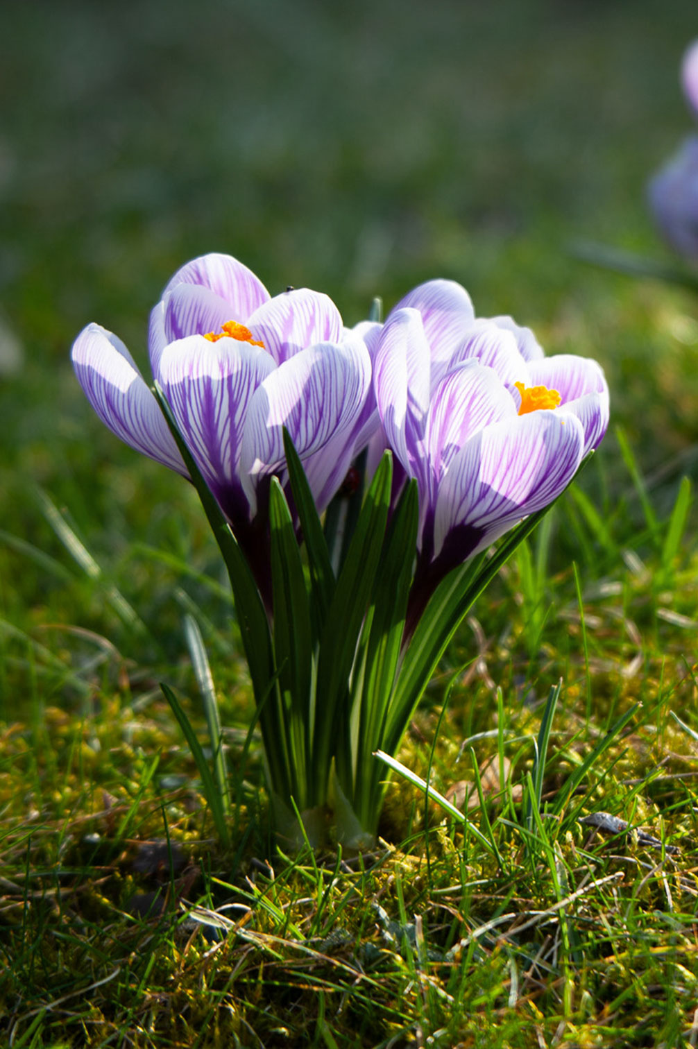Krokus "King of the Striped" – 10 Zwiebeln