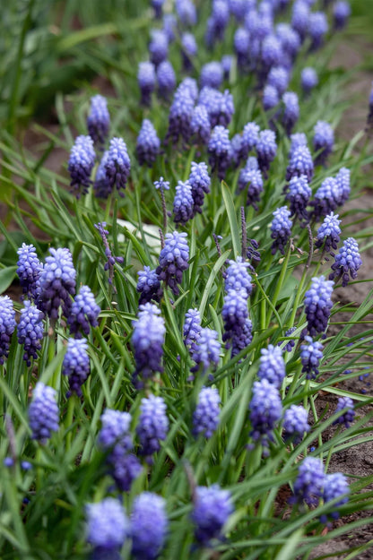 Muscari Latifolium – 10 Zwiebeln