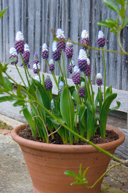 Muscari Latifolium – 10 Zwiebeln