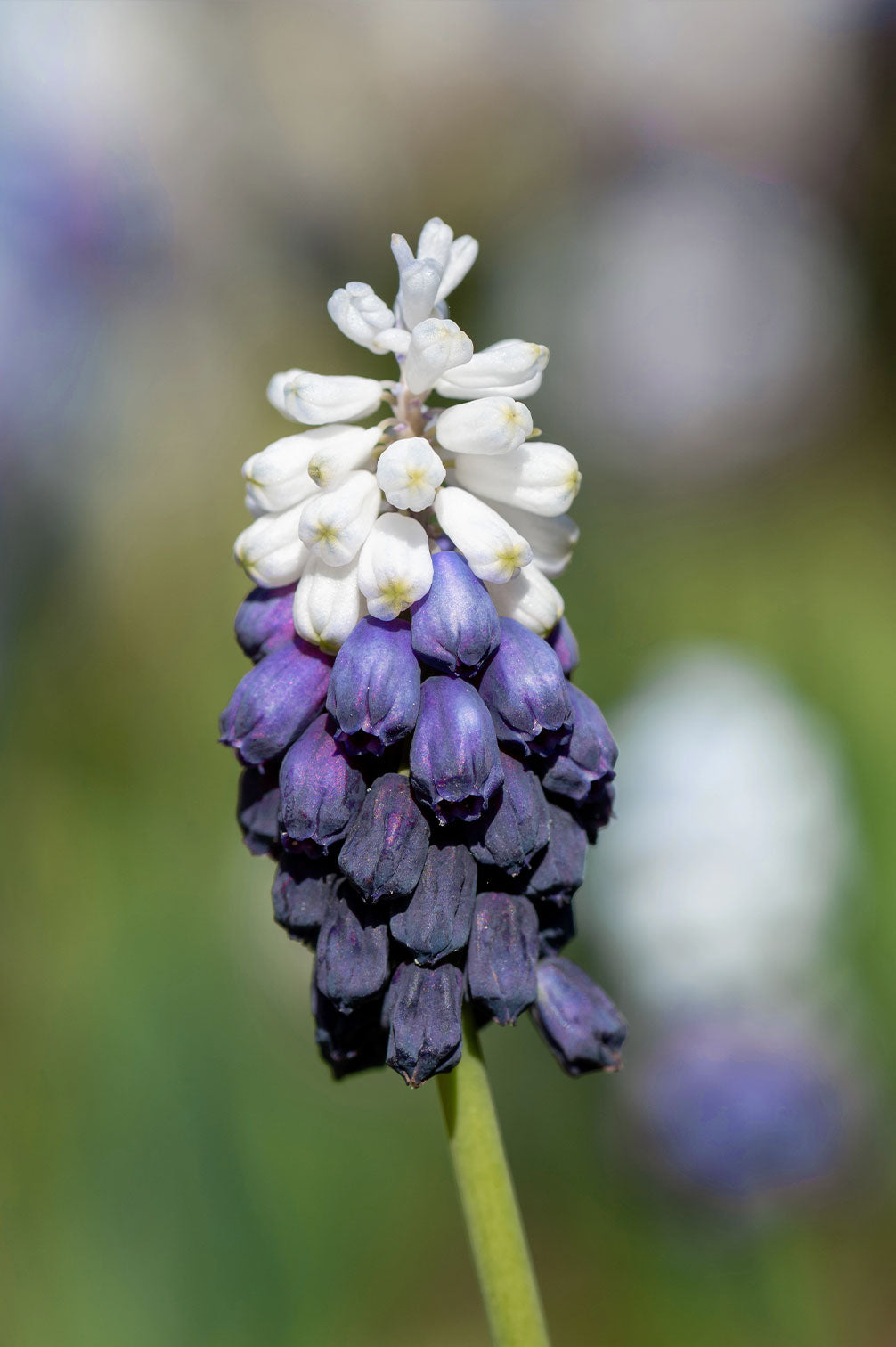 Muscari Latifolium – 10 Zwiebeln
