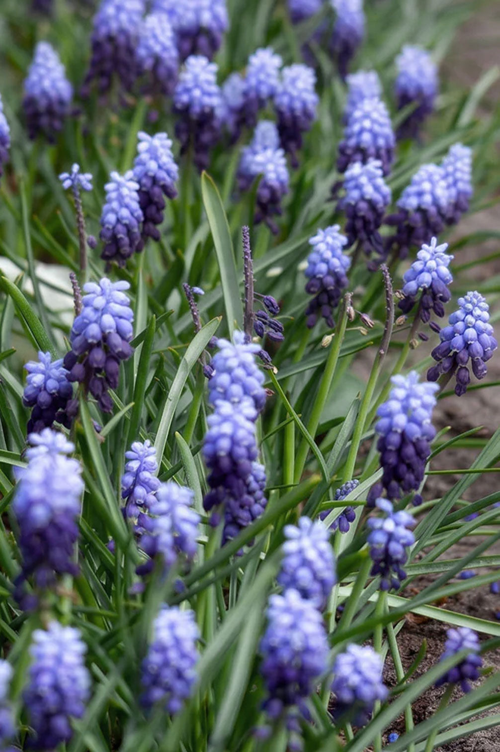 Muscari Latifolium – 10 Zwiebeln