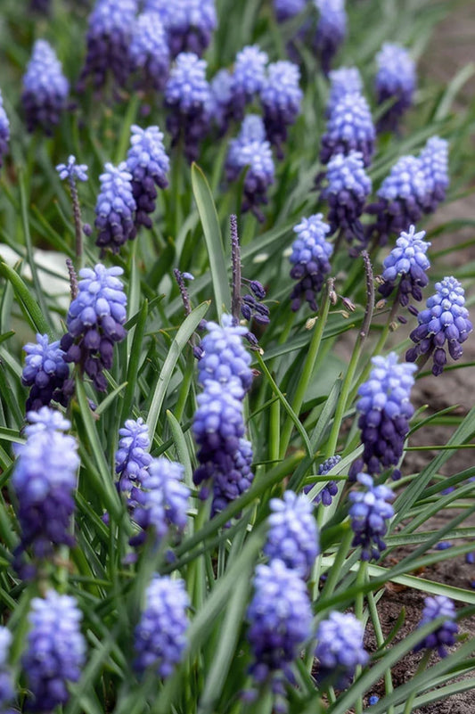 Muscari Latifolium – 10 Zwiebeln