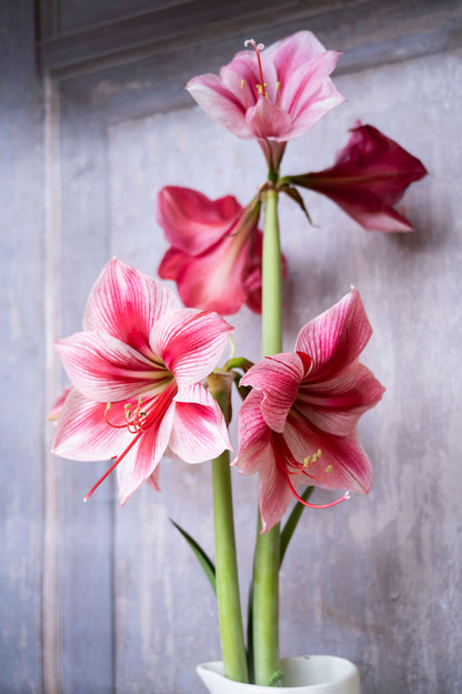 Amaryllis "Gervase"