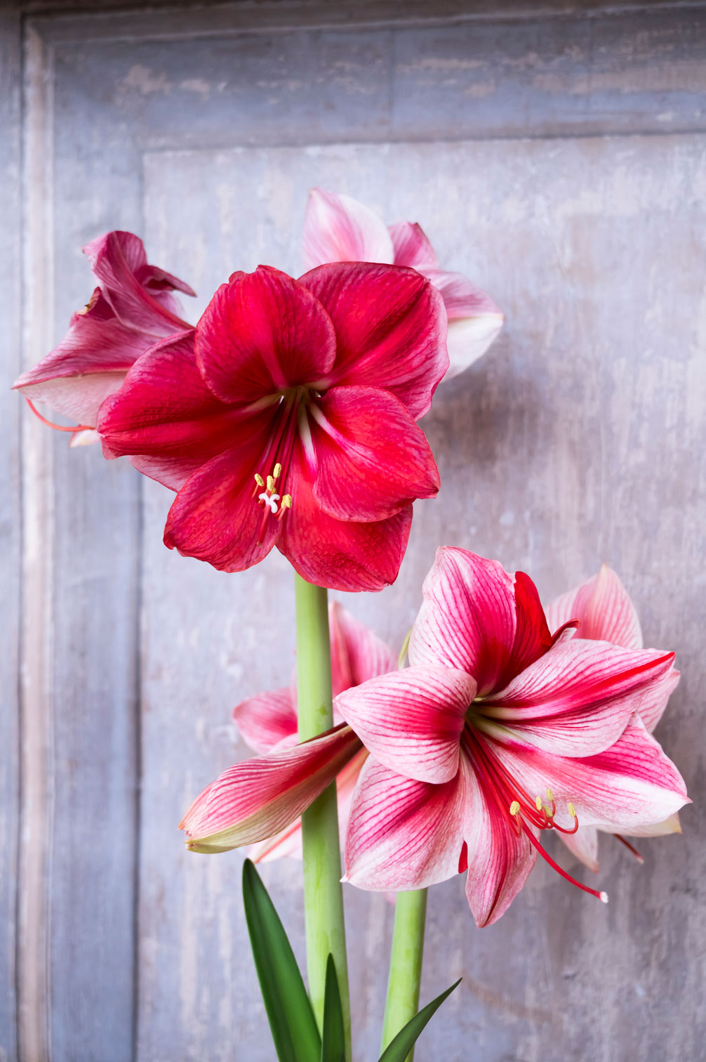 Amaryllis "Gervase"