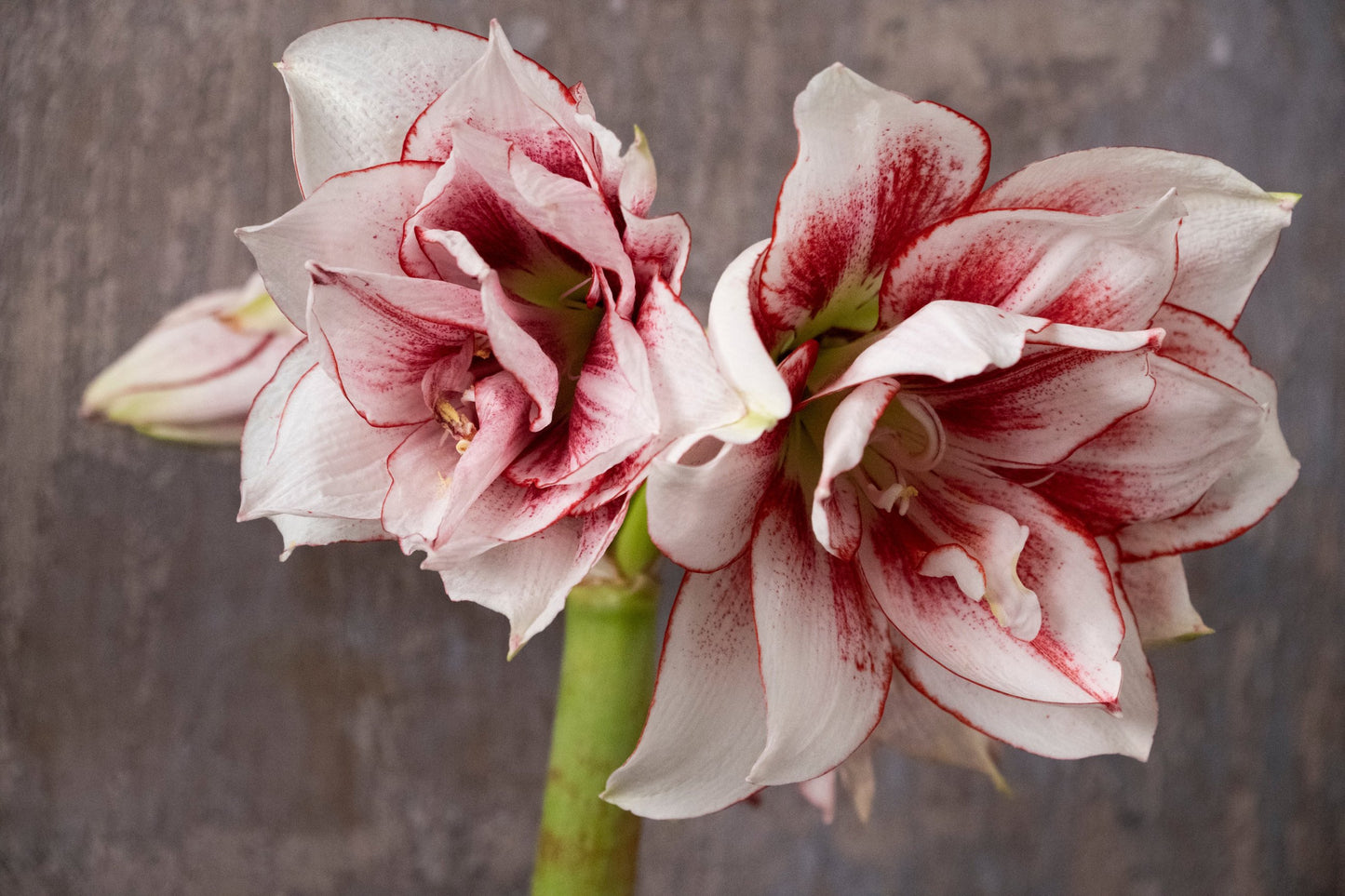 Amaryllis Elvas