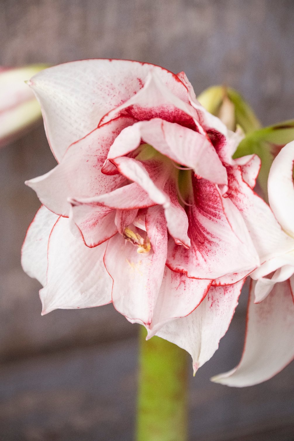Amaryllis Elvas