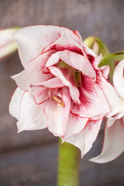 Amaryllis Elvas