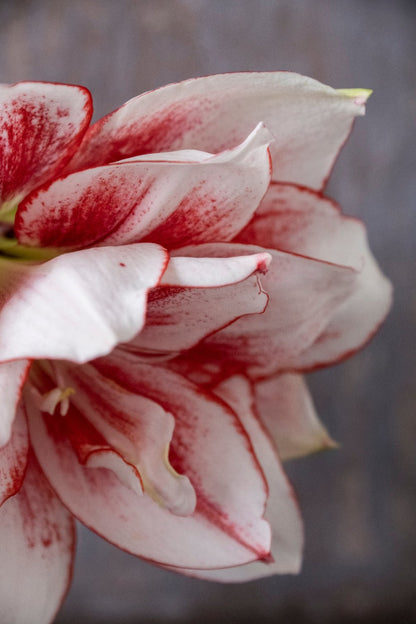 Amaryllis Elvas