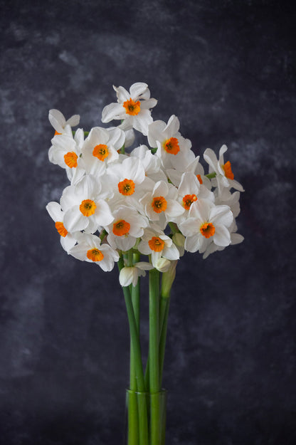 Narzisse "Geranium" – 10 Zwiebeln
