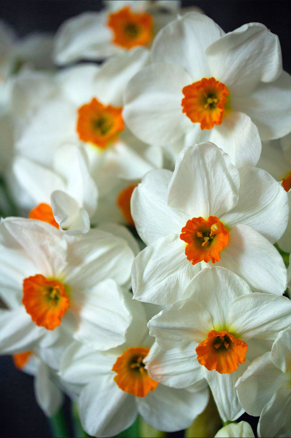 Narzisse "Geranium" – 10 Zwiebeln