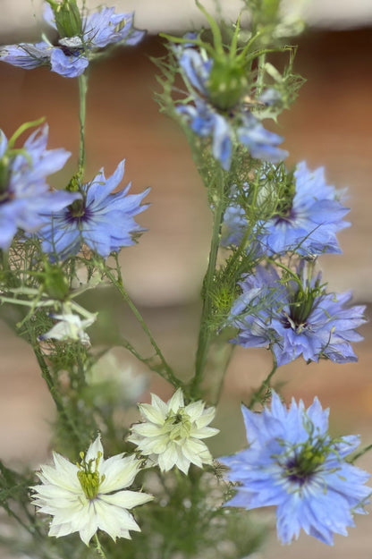 Nahaufnahme Jungfer im Grünen Blau-Weiß – feine Blütenblätter, dekoratives Laub, perfekt für Sommerbeete, Gestecke und natürliche Floristik.