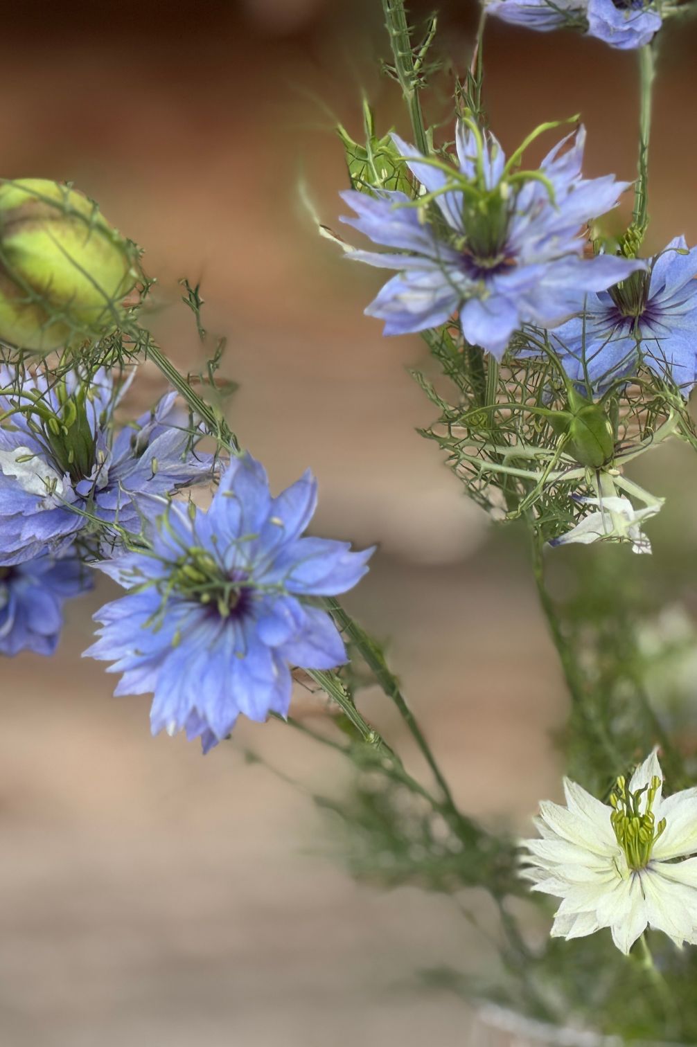 Nahaufnahme von Jungfer im Grünen in zarten Pastelltönen – dekorativ, romantisch und ideal zum Trocknen oder für Vasen.