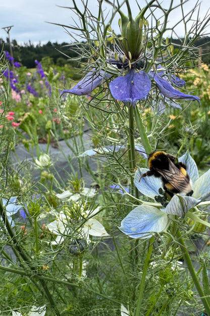 Nigella damascena mit Hummel – bienenfreundliche Sommerblume, filigran, ideal für naturnahe Gärten und Bestäuberförderung.