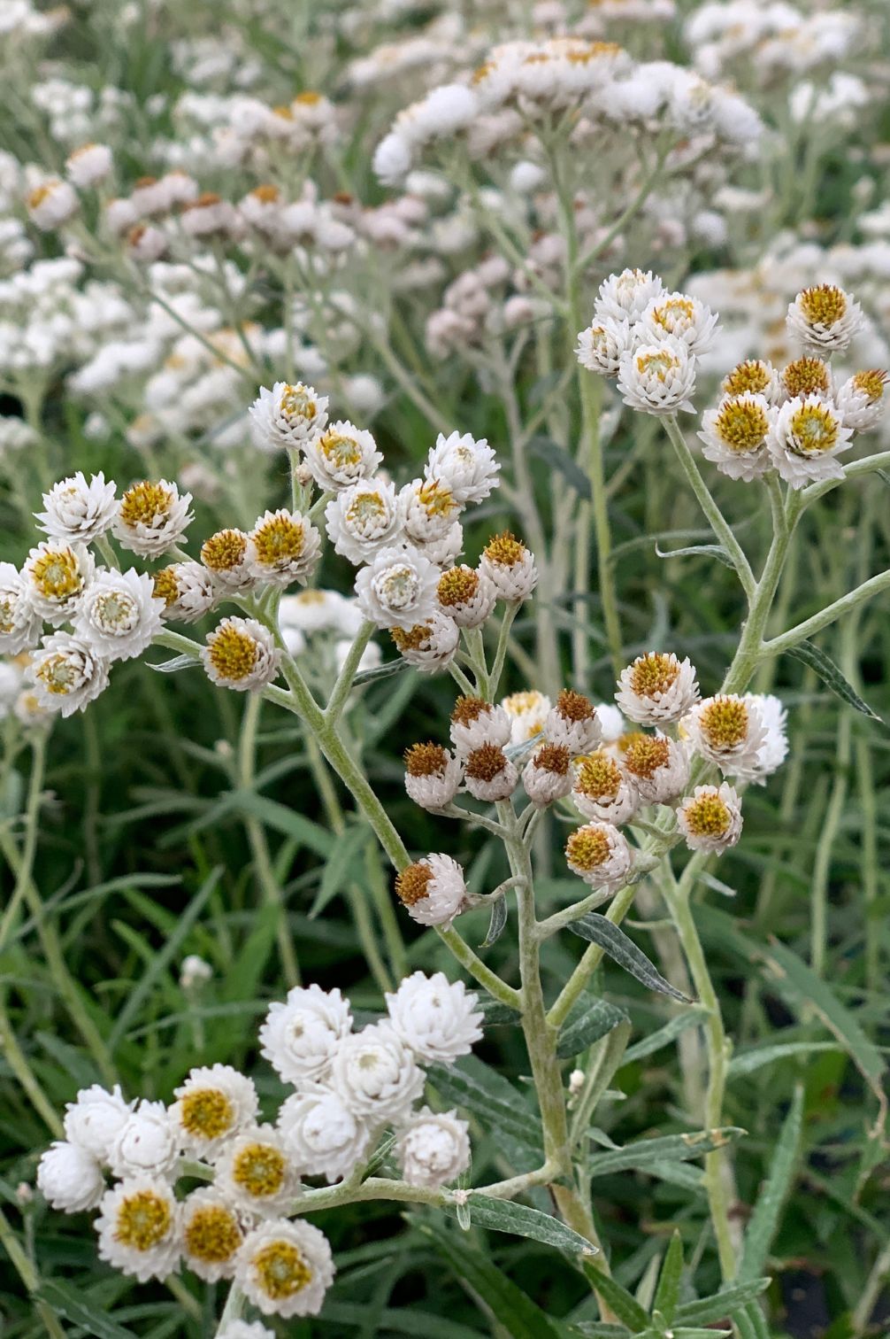 Perlenartigen Blüten des Perlkörbchens im Garten.