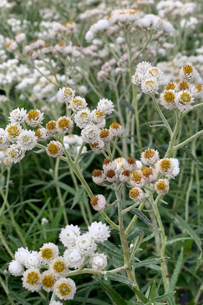 Perlenartigen Blüten des Perlkörbchens im Garten.