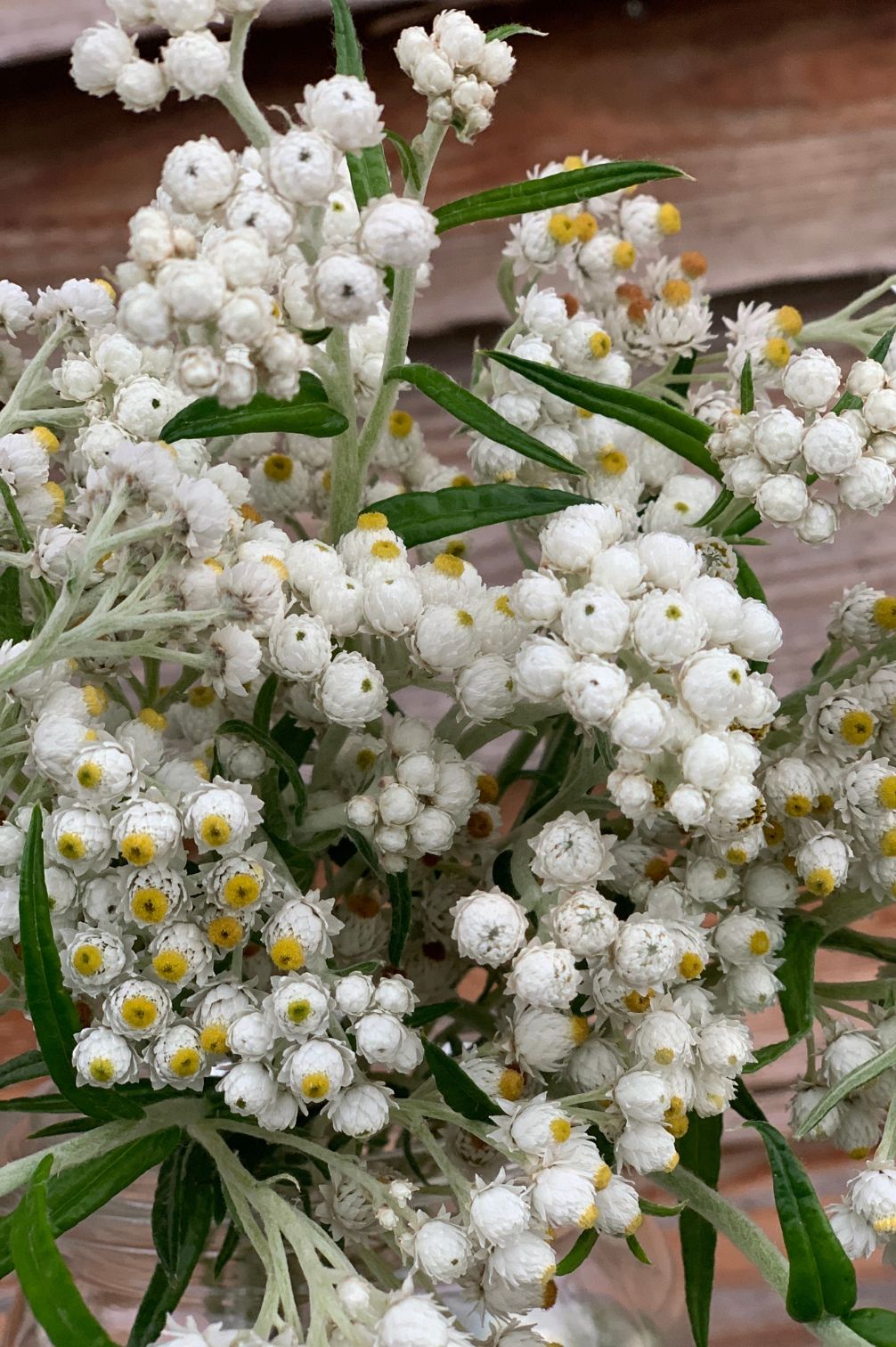Detailaufnahme blühendes Perlkörbchen mit feinen weißen Knospen.