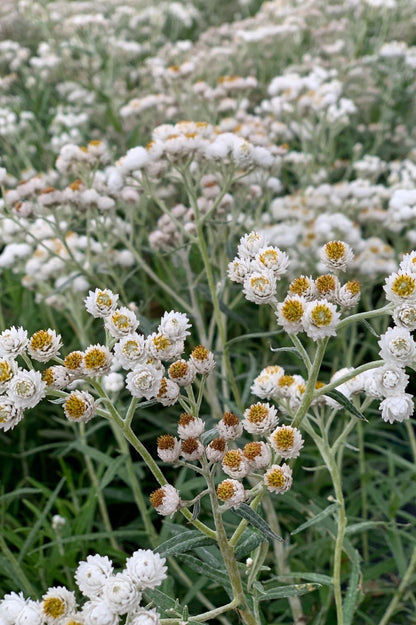 Perlkörbchen mit cremeweißen Blüten im Feld.
