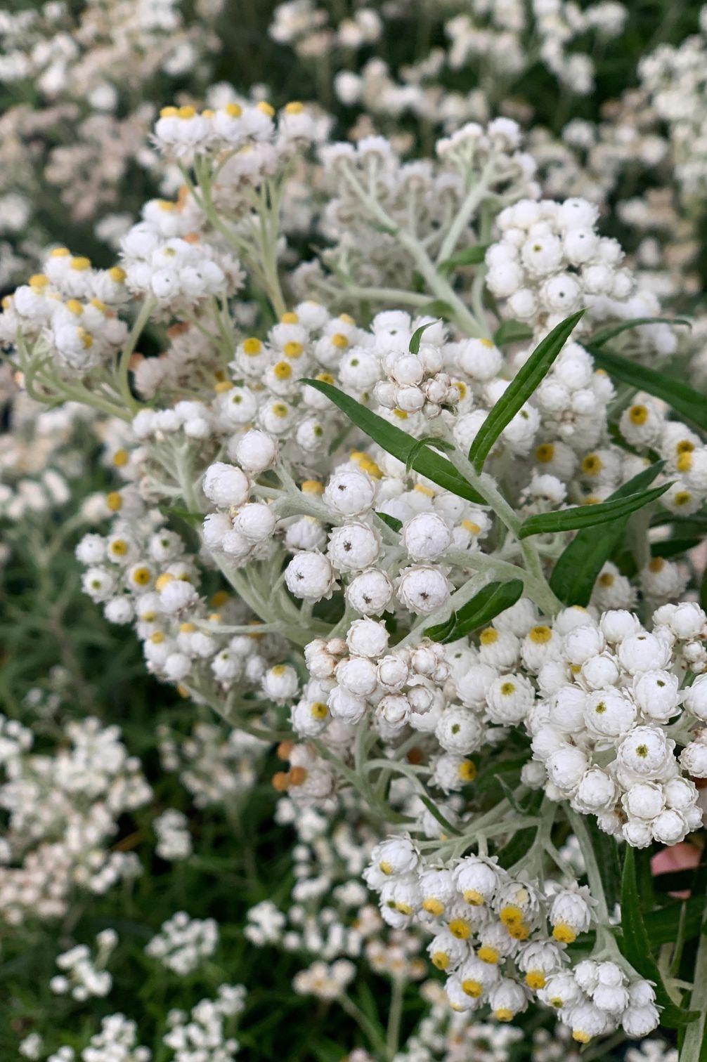 Perlkörbchen in sommerlicher Pflanzung mit vielen Blüten.