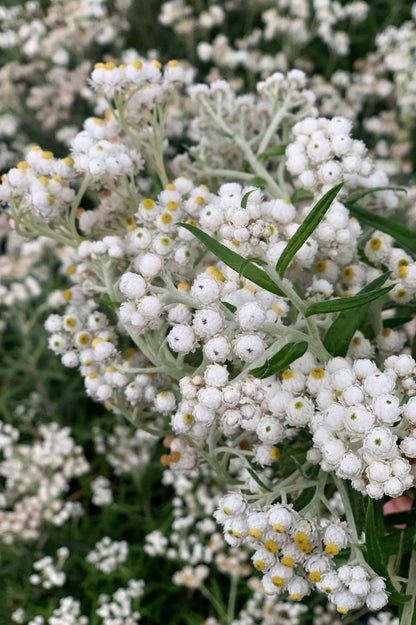 Perlkörbchen in sommerlicher Pflanzung mit vielen Blüten.