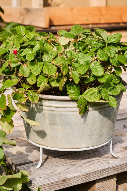 Verzinktes Metallgefäß mit Erdbeerpflanze dekorativ auf Holzterrasse.