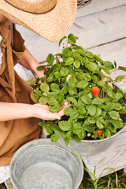 Metall-Pflanzschalen aus verzinktem Material mit Erdbeeren auf Holzterasse.