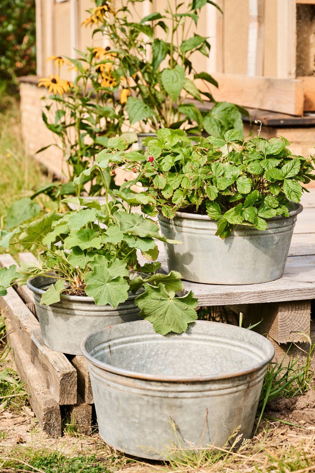 Pflanztöpfe aus verzinktem Metall bepflanzt auf Holzterasse.