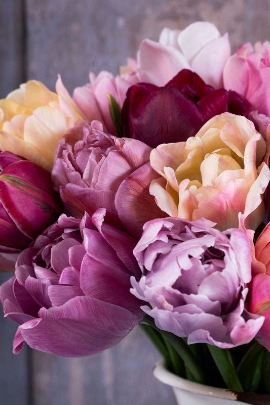 Pflückglück "Bohemian Blush" – 90 Zwiebeln
