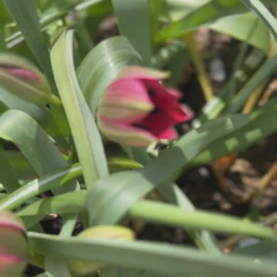 Video von Wildtulpe "Little Beauty" mit leuchtend magentafarbenen Blüten und intensiv lila-blauem Herz.