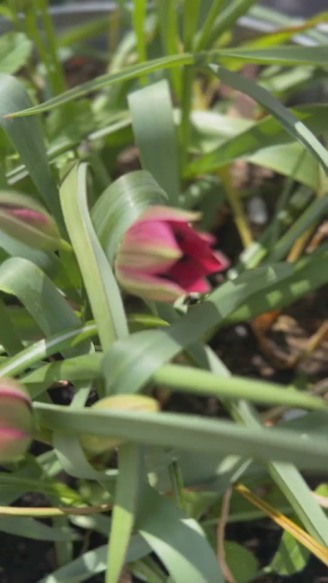 Video von Wildtulpe "Little Beauty" mit leuchtend magentafarbenen Blüten und intensiv lila-blauem Herz.